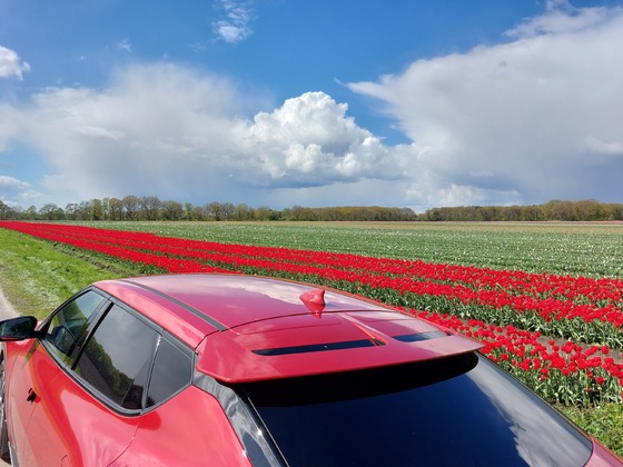Rote Tulpen in Drenthe (NL)